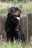 ROTTWEILER 239